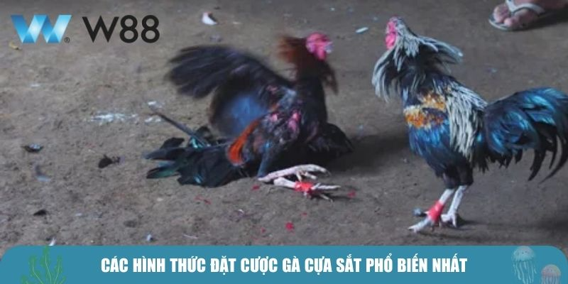Các hình thức đặt cược gà cựa sắt phổ biến nhất