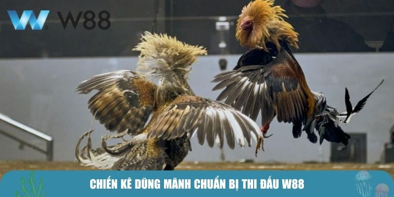 Chiến kê dũng mãnh chuẩn bị thi đấu W88
