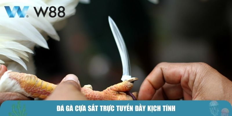 Đá gà cựa sắt trực tuyến đầy kịch tính