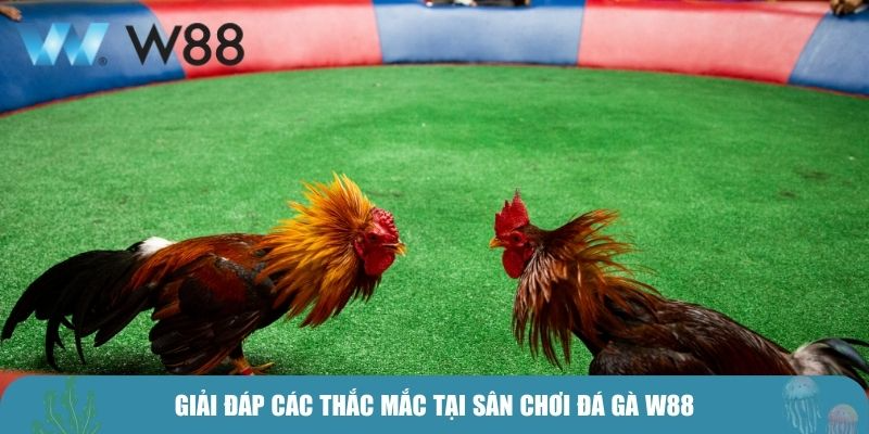 Giải đáp các thắc mắc tại sân chơi đá gà W88