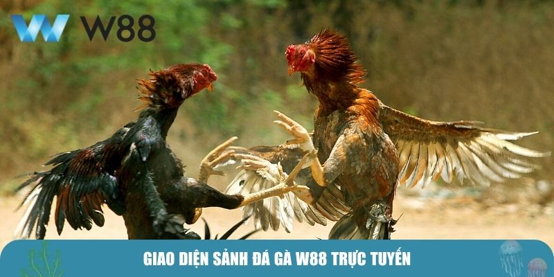 Giao diện sảnh đá gà W88 trực tuyến