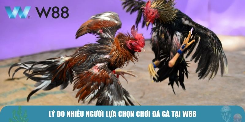 Lý do nhiều người lựa chọn chơi đá gà tại W88