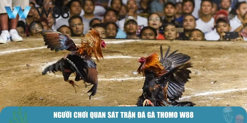 Người chơi quan sát trận đá gà Thomo W88